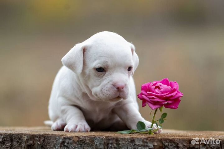 Продажа щенков Коди