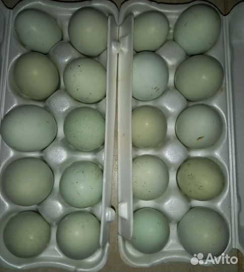 Инкубационное яйцо амеракуана