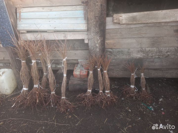 Растения