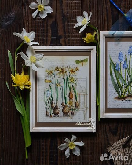 Комплект иллюстрации Нарциссы и мускари