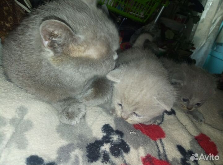 Шотландские котята