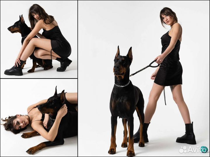 Аренда Добермана для съёмок и фотосессий
