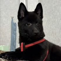 Схипперке, щенок