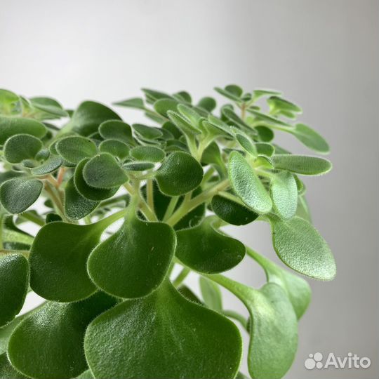 Аихризон (дерево любви), d-11