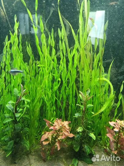 Валеснерия прямая и вьющаяся