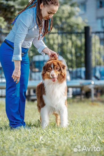 Австралийская овчарка