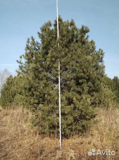 Сосна кедровая