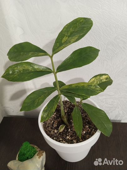 Замиокулькас вариегатный лонг лив лемон