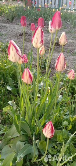 Продам луковицы тюльпанов