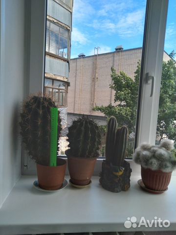 Продам кактусы