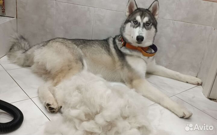 Груминг. Стрижка собак