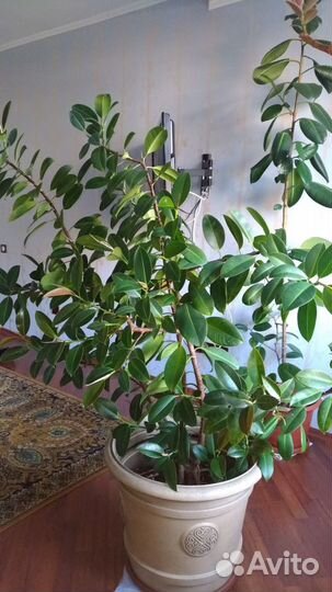 Фикусы робуста разные, хлорофитум двухцветный-кудр