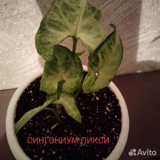Комнатные растения