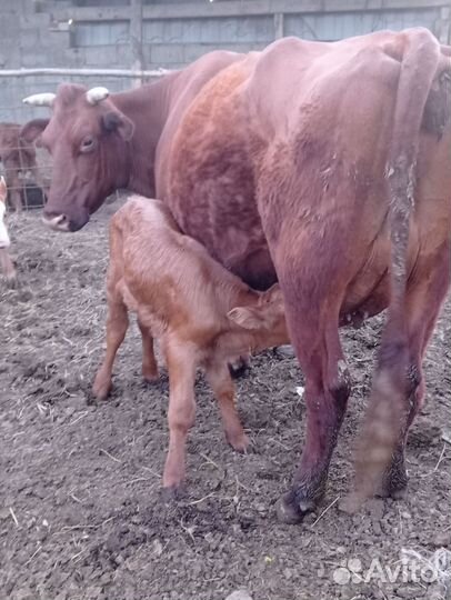 Коровы с телятами