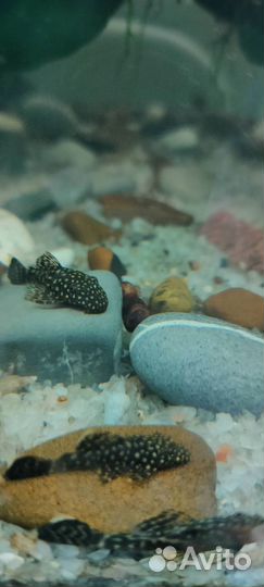 Сомики анциструсы