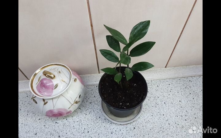 Продам замиокулькас, долларовое денежное дерево