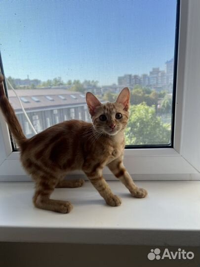 Котенок очень красивый даром