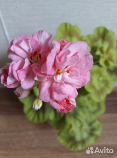 Пеларгонии золотолистные