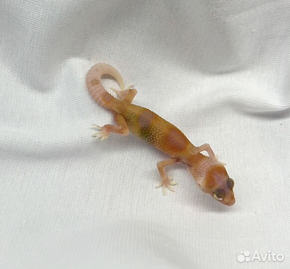 Эублефар малыши