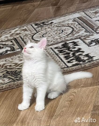 Мейн -кун белый котенок
