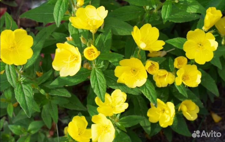 Энотера многолетняя