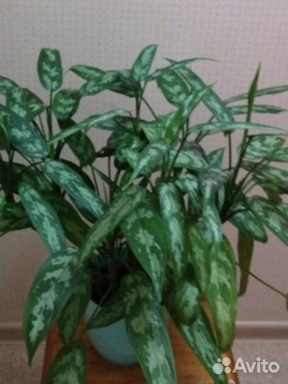 Шикарная домашняя аглаонема