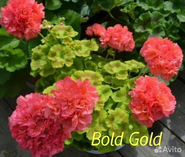 Пеларгония герань