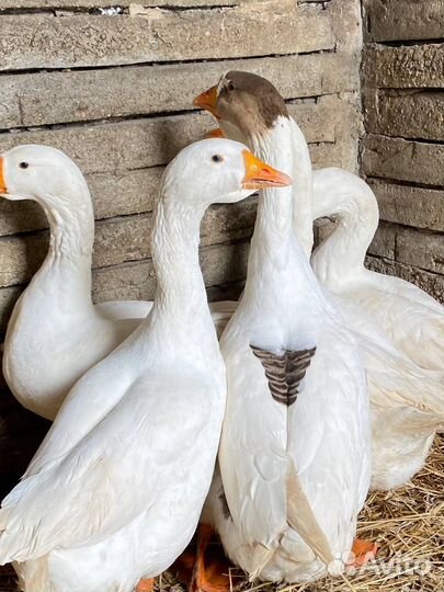 Продам гусей