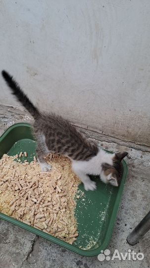 Котёнок-мальчик