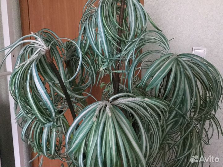 Драцена искусственная