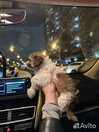 Щенки мальтипу мини