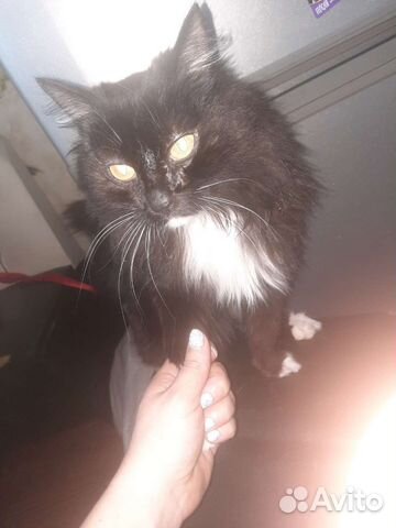 Кошка в дар бесплатно