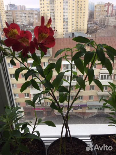 Альстромерия корни