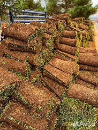 Рулонный газон напрямую от производителя