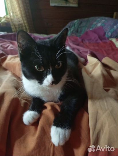 Кошка