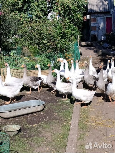 Гуси несушки домашние