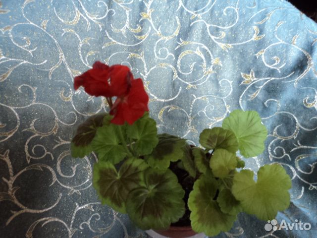 Пеларгонии на срез