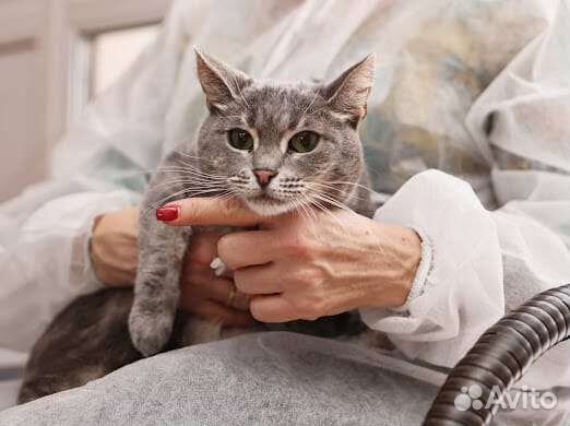 Мраморная кошечка Мишель в добрые руки
