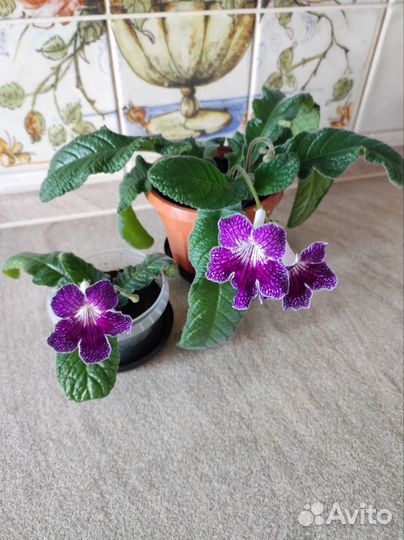 Стрептокарпус