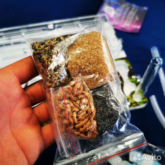 Муравьиная ферма Формикарий