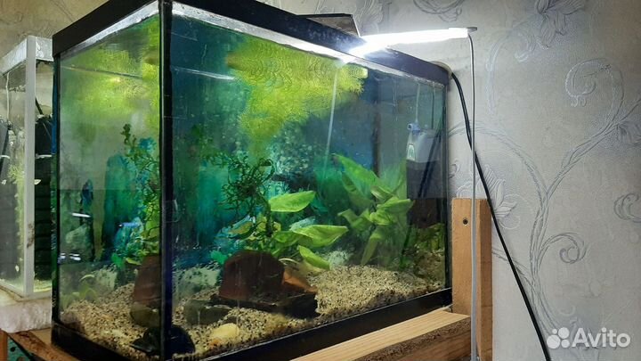 Аквариумы 200л, 150л, 50л, 330л