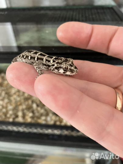 Галюковый геккон