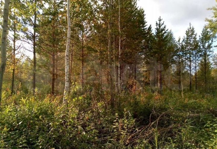 Участок 9 сот. (СНТ, ДНП)