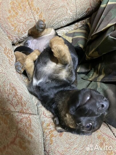 Собака в добрые руки