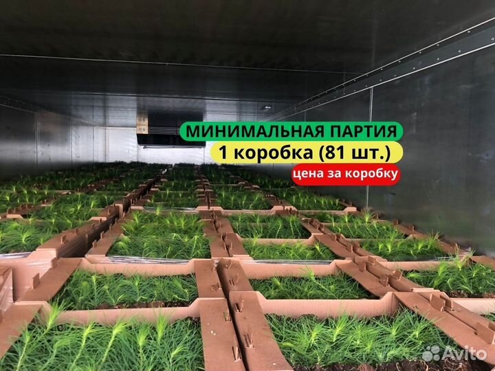 Сеянцы сосны зкс
