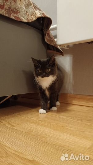 Котенок бесплатно