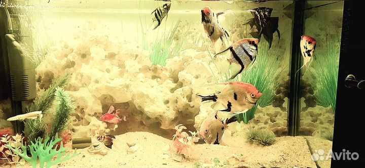 Аквариум