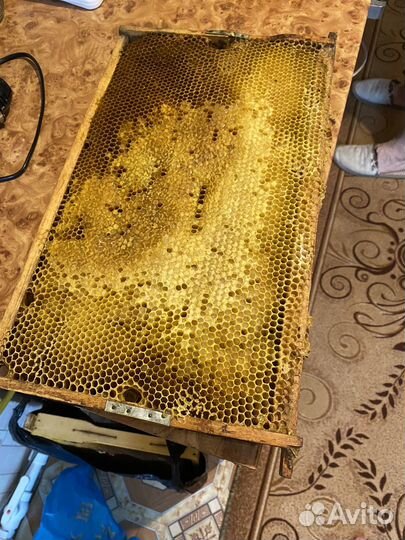 Рамка меда в сотах