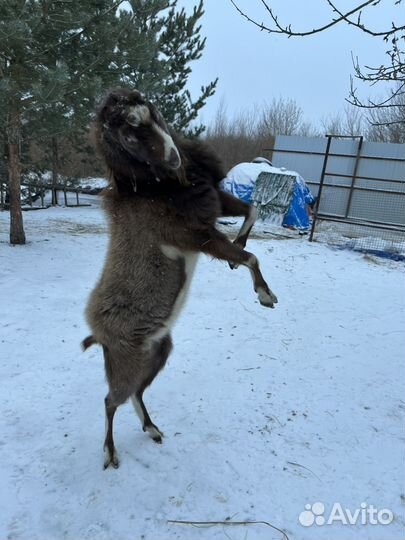 Козел на племя