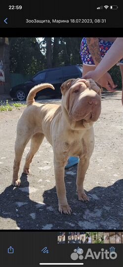 Собака в добрые руки